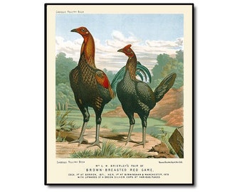 Vintage Bird print of Brown Breasted Red Game chickens, Wall Art, County Kitchen, Farm House Decor