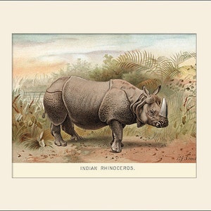 Rhinoceros Art Print by Lydekker, Natural History Illustration, Wall Art, Vintage Wall Decor, Animal Print