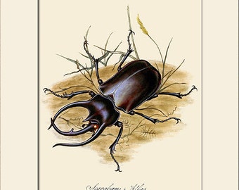 Antique Giant Beetle Art Print by Edward Donovan, Insect Art Print, Natural History Illustration, Wall Art, Wall Decor