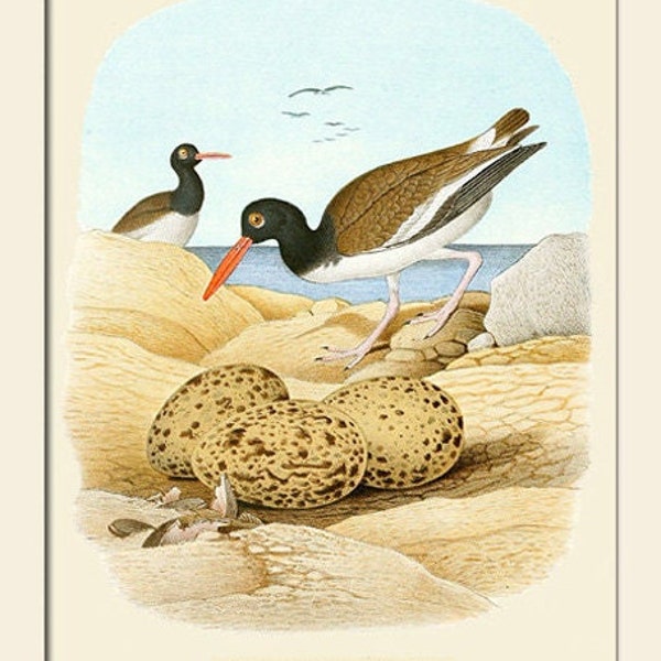 American Oystercatcher by Thomas Gentry, Antique Bird Art, Art Print, Natural History, Wall Art, Beach Bird Wall Print
