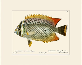 Vintage Fish Art Print #172 by Cuvier, Natural History, Beach House Wall Art, Nautical Art, Sea Life Prints, Wall Decor