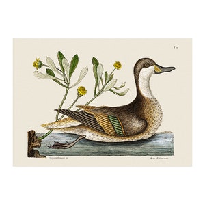 Ilatheria Duck Art Print by Catesby, Vintage Bird Print, Natural History Illustration, Wall Art, Wall Decor