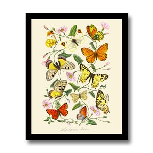Butterfly and Botanical Print, Art Print, Natural History Illustration, Wall Art, Vintage Wall Decor, Butterfly Prints