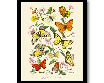 Butterfly and Botanical Print, Art Print, Natural History Illustration, Wall Art, Vintage Wall Decor, Butterfly Prints