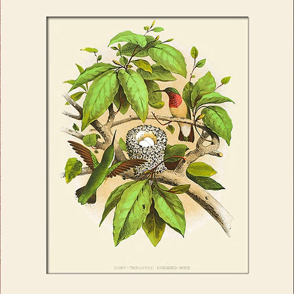 Ruby-Throated Humming Art Print, Bird Nest Print, Thomas Gentry, Natural History Illustration, Wall Art