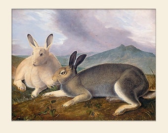 Arctic Hare by Audubon, Art Print, Natural History Illustration, Wall Art, Vintage Wall Decor, Audubon Prints