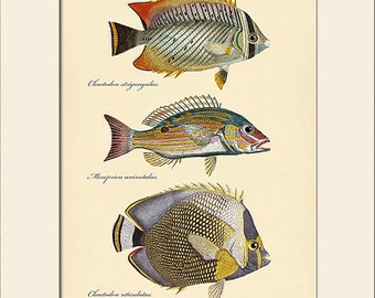 Vintage Fish Art Print #101, Natural History, Beach House Wall Art, Nautical Art, Sea Life Prints, Wall Decor