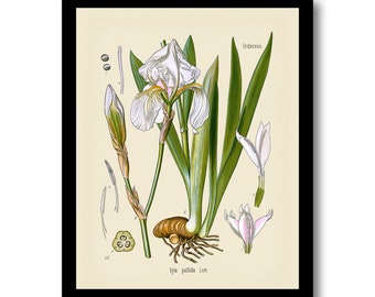 Botanical Print, Iris Art Print, Natural History, Wall Art, Wall Decor, Köhler's Medicinal Plants