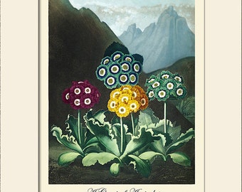 Auriculas Botanical Print by Thornton, Art Print, Natural History Print, Wall Art, Wall Decor