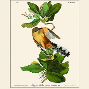 Mangrove Cuckoo Art Print by Audubon, Bird Print, Wall Decor, Natural History, Vintage Bird Illustration, Wall Art