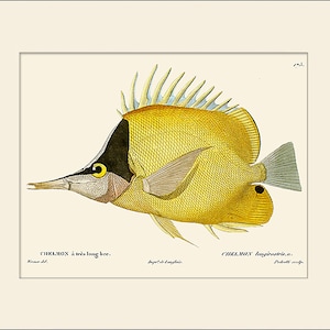 Vintage Fish Art Print #175 by Cuvier, Natural History, Beach House, Wall Art, Nautical Art, Sea Life Prints, Wall Decor