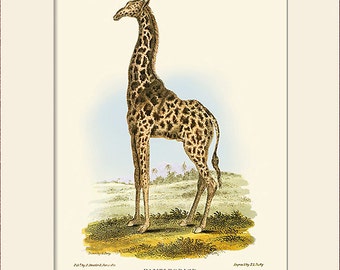 Giraffe Art Print, Antique Natural History Illustration, Wall Art, Vintage Wall Decor, Animal Print