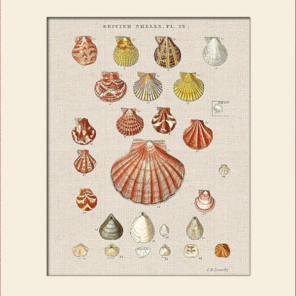 Vintage Sea Shell Art Print, Plate 9, George Sowerby,  Natural History Illustration, Wall Art, Nautical Art, Costal Decor