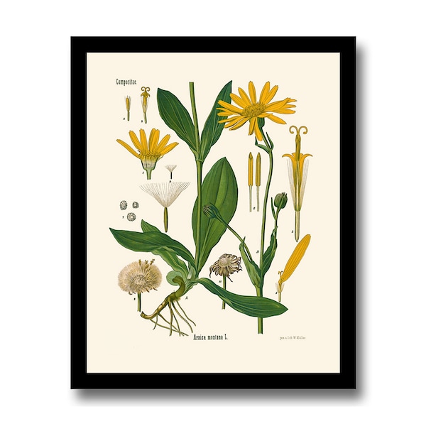 Botanical Print, Mountain Arnica, Köhler's Medicinal Plants, Natural History Print, Art Print, Wall Art, Wall Decor