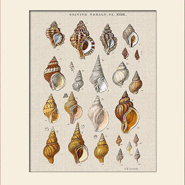 Sea Shell Art Print, Plate 18, George Sowerby, Natural History Illustration, Wall Art, Nautical Art, Costal Decor