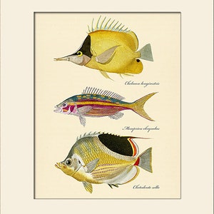 Vintage Fish Art Print #102, Natural History Illustration, Costal, Wall Art, Nautical Art, Sea Life, Wall Decor