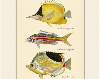 Vintage Fish Art Print #102, Natural History Illustration, Costal, Wall Art, Nautical Art, Sea Life, Wall Decor