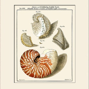 Nautilus Shell Art Print, Plate 18, Natural History Illustration, Wall Art, Nautical Art, Sea Life, Costal Decor
