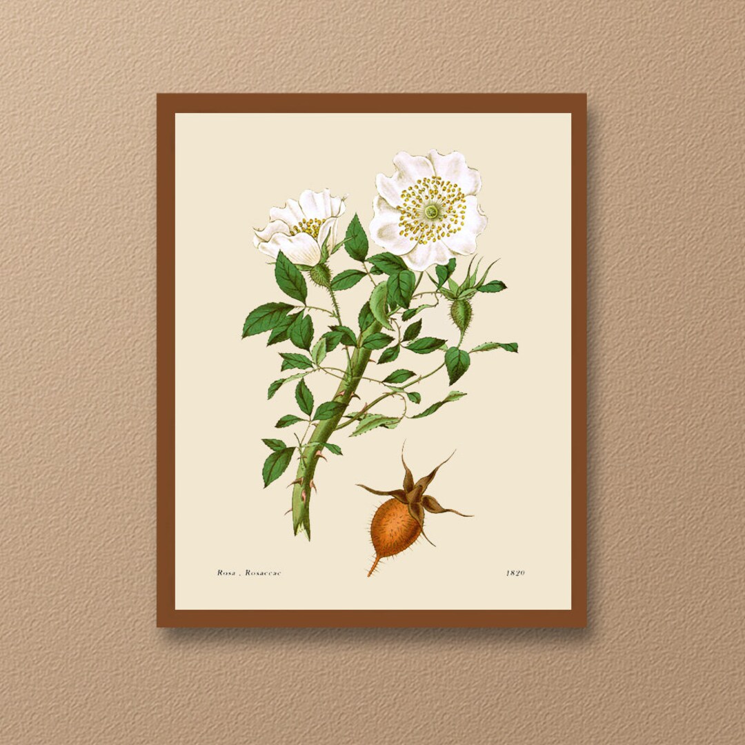 Botanical Print, Rosa Cherokee, Lindley's Rosarum Mongraphia, Natural ...
