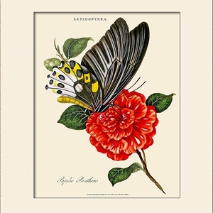 Butterfly Art Print with Mat, Note Card, Papilio Panthous, Plate 18, Donovan, Natural History, Wall Art, Wall Decor, Butterfly Print