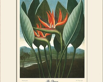 Bird of Paradise Flower Botanical Print by Thornton, Art Print, Natural History, Wall Art, Wall Decor