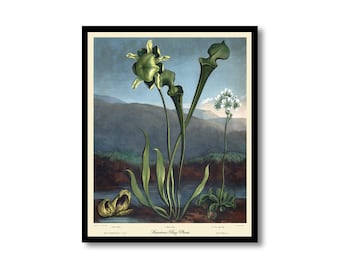 American Bog Plant by Thornton, Botanical Print, Art Print. Natural History, Wall Art, Wall Decor