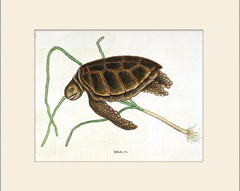 Green Turtle Art Print by Mark Catesby, Antique Natural History Illustration, Wall Art, Wall Decor, Vintage Print