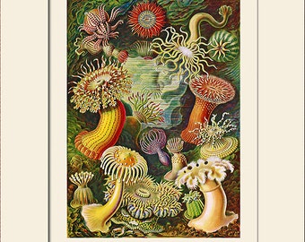 Sea Anemone Print by Ernst Haeckel, Natural History, Wall Art, Nautical Art, Sea Life Prints, Vintage Wall Decor
