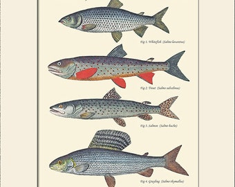 Vintage Salmon Fish Art Print, Natural History Illustration, Wall Art, Sea Life Prints, Wall Decor