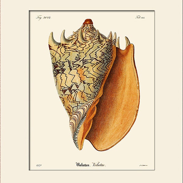 Vintage Sea Shell Art Print, Plate 386, Natural History Illustration, Wall Art, Nautical Art, Costal Decor