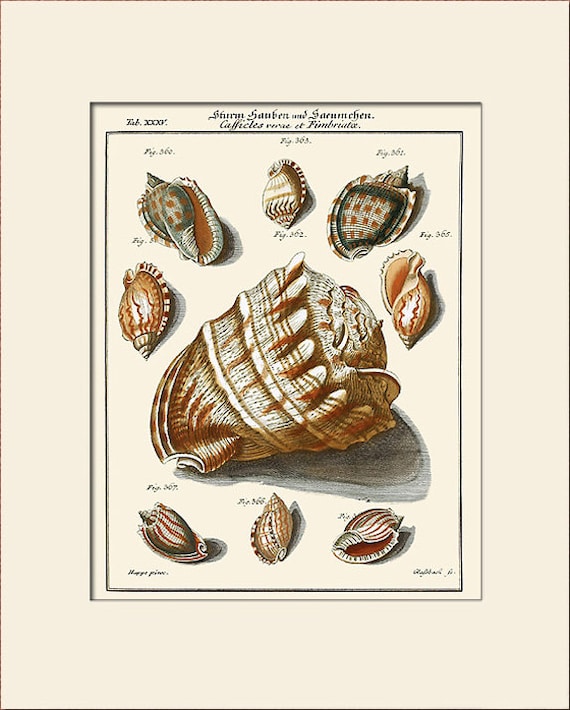 Shells - Classic Natural History Prints