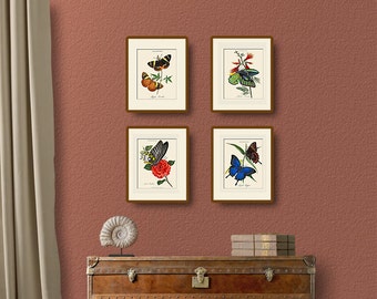 Set of 4 Vintage Butterfly Art Prints, Set#402, Natural History Illustration, Wall Art, Wall Decor, Butterflies