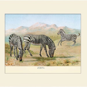 Wild Zebra Art Print, Antique Natural History Illustration, Wall Art, Vintage Wall Decor, Animal Print
