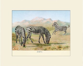 Wild Zebra Art Print, Antique Natural History Illustration, Wall Art, Vintage Wall Decor, Animal Print