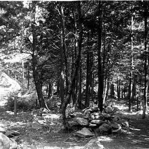 Antique Photos, Four 4x5 Inch B&W Photo Glass Negatives, Scenery, Rocks, Trees in Vermont Woods, 1890 to 1910 Time Frame