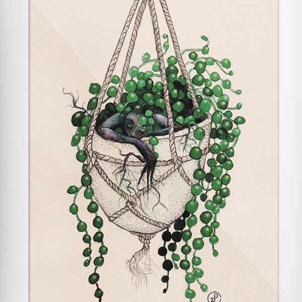 senecio rowelanus - Pearl necklace plant - Mandrake - postcard - greeting card - A6 - Illustration