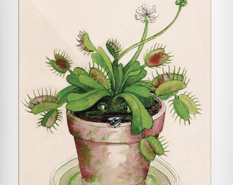Dionaea muscipula - Venere acchiappamosche - Mandragora - cartolina - biglietto di auguri - A6 - Illustrazione