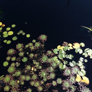 Op de afbeelding: Een serene vijver met waterlelies en waterplanten die op het donkere water drijven. Een roze en gele waterlelie bloeit aan de rand. De scène roept een gevoel van rust en natuurlijke schoonheid op, met het zonlicht dat op het water weerspiegelt.