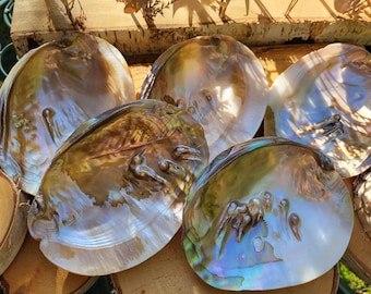Abalone shell bowl rainbow pearl shell incense bowl jewelry bowl