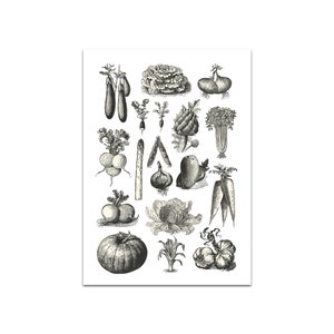 Poster Gemüse DIN A4, Poster Küche, Küchenbilder, Küchendeko, Bild Küche, Küchenposter, Wandbild Küche, Vintage Poster, Poster für die Küche Bild 2