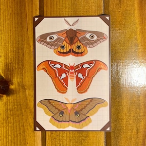 May include: A vintage-style illustration of three different types of moths. The moths are depicted in a realistic style with intricate details, including their wings, antennae, and bodies. The moths are arranged in a vertical row, with the largest moth at the top and the smallest moth at the bottom. The moths are all different colors, including brown, orange, and yellow.