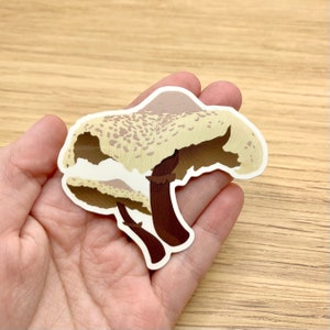 Blusher Mushroom Sticker
