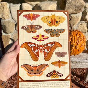 May include: A colorful illustration of ten different types of moths, each labeled with its name. The moths are depicted in a grid pattern on a white background with black grid lines. The names of the moths are listed below the grid in a brown rectangle.
