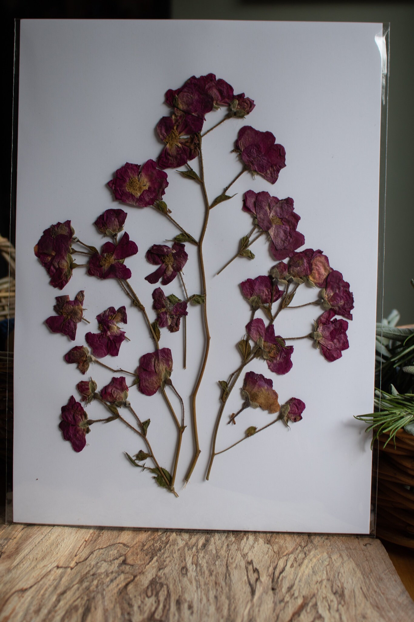 Wall Decor A4 Pressed Flower Natural Nature Botanical Art Etsy