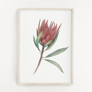 Protea Print, Flower Print, Watercolor Print,  Wall Art, Home Decor, Poster Print, Wall Print, Home Print, Instant Download