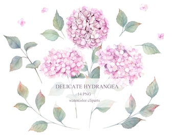 Pink Delicate Watercolor Hydrangea Flowers Clipart. Floral Collection