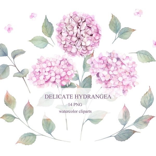 Pink Delicate Watercolor Hydrangea Flowers Clipart. Floral Collection