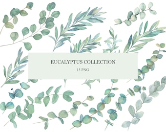 May include: A collection of 15 watercolor illustrations of eucalyptus leaves in various shades of green. The illustrations are arranged in a circular pattern on a white background. The text "Eucalyptus Collection 15 PNG" is displayed in the center of the image.