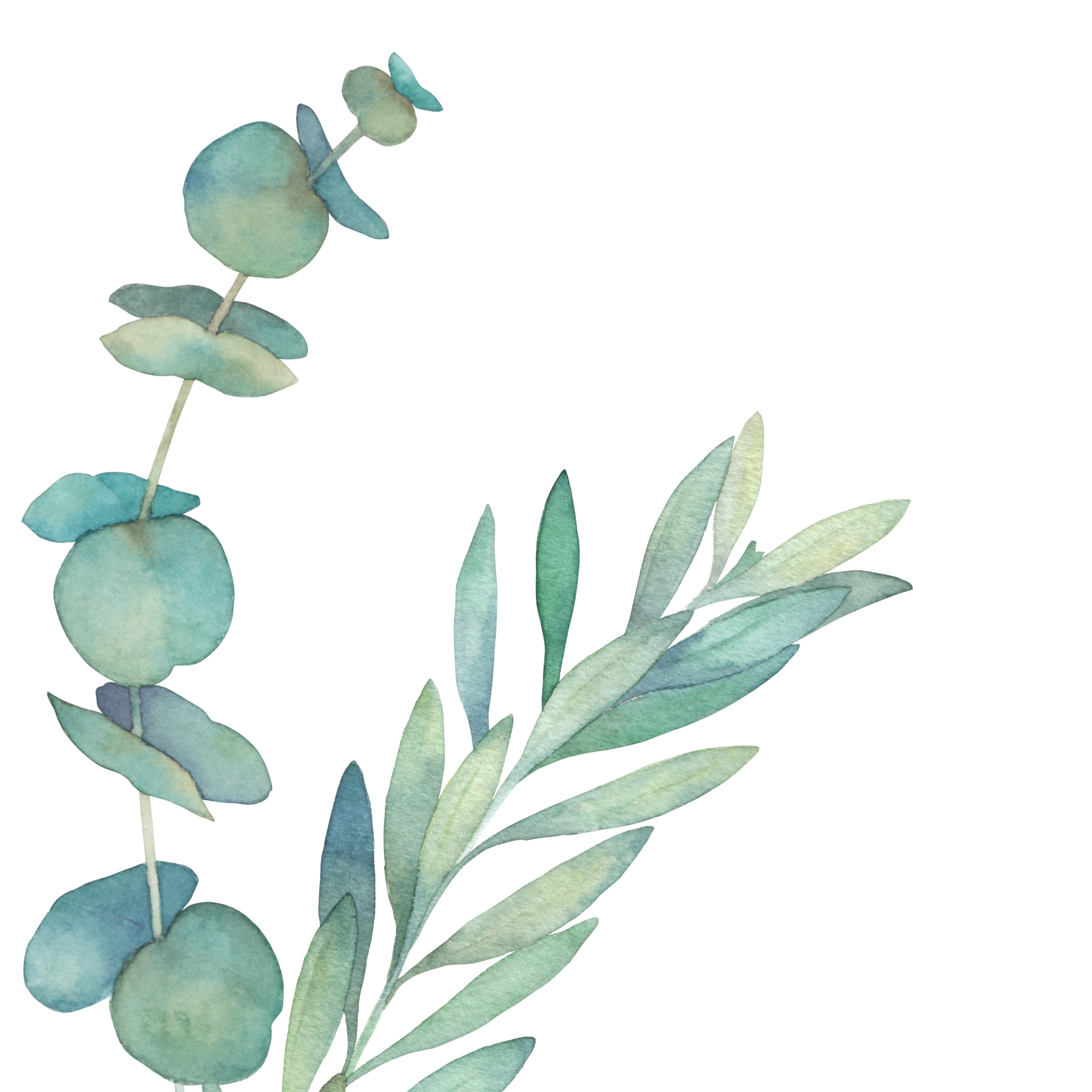 Aquarell Eukalyptus Zweige und Blätter. PNG - Etsy.de
