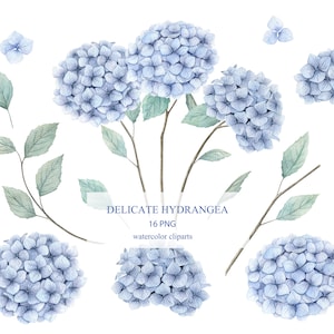 Aquarell blaue Hortensienblüten Clipart. Blumenkollektion, Hochzeit, Einladung, PNG
